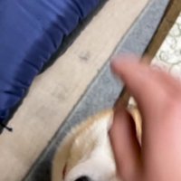 「ナデナデしてもらえる」と思ったら…