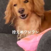 大きく吠えるしまちゃん