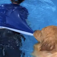 飼い主さんの水着の裾を引っ張る犬