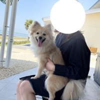 イスに座っている女性に抱っこされる小型犬