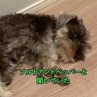 このまま成犬になるのかな？