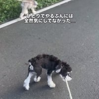 リードを引っ張る犬3