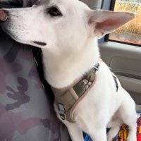 ワイパーの音に耳を澄ます犬