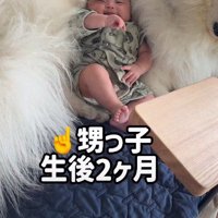 赤ちゃんがベッドにしているのは…