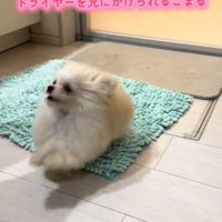 ドライヤーの風に向かって走る子犬
