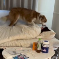 「お姉ちゃん、大丈夫…？」