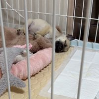 眠るゴンちゃん1