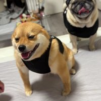 まるで拙者座り