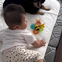 赤ちゃんとワンちゃんの初対面3