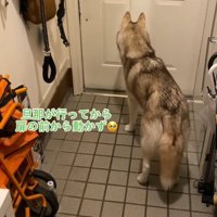 玄関前で立ちすくむ犬