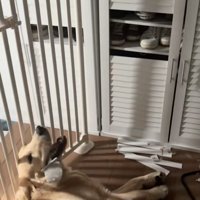 よく見たらトイレ用ブラシ…