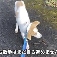 立ち止まる犬