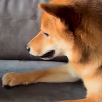 柴犬ちゃまるちゃん