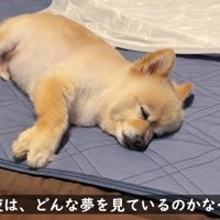 幸せそうな寝顔♪