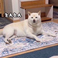 前足で飼い主を呼ぶごん太くん