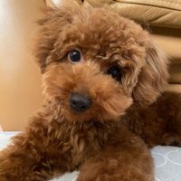 もふもふとのギャップが大きい…