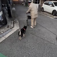 角を曲がる人のあとを追う犬