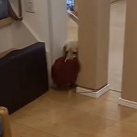 毛糸玉を咥える犬