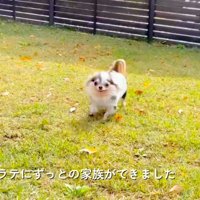 新しい犬生の始まり