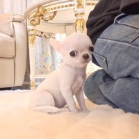 離れるのが嫌なルミちゃん