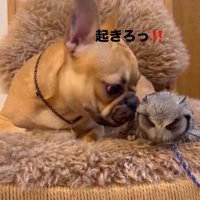 はっさくくんを起こすおとちゃん