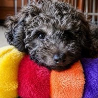 子犬の大地くん