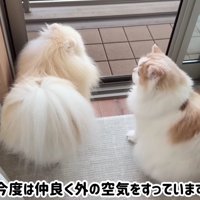 窓辺に座って外の空気を吸う