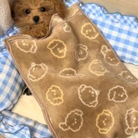 くりくりの目で見上げる犬