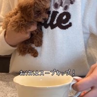 スープカップと犬