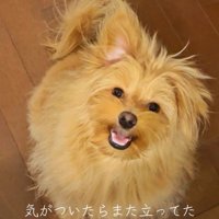 ポコくんの耳の変化7