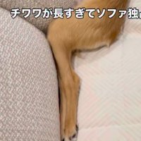 小型犬の足