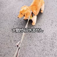 散歩拒否発動中…