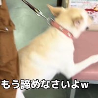 病院のベンチにしがみつく犬
