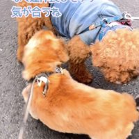 プリンちゃん「お互いお散歩好きよね」