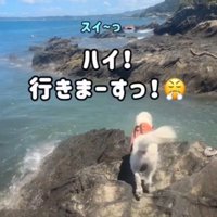 立ち上がって水面に近づく犬