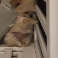 ブランちゃんの寝姿4