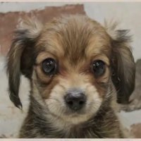 写真のガルウイングちゃん