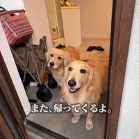 笑顔で客人たちを見送る2頭の犬