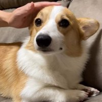 元気がないコーギー