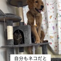 キャットタワーに並ぶ犬と猫