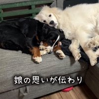 寄り添う犬