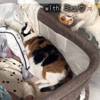 赤ちゃんが泣いた時のニコちゃん6