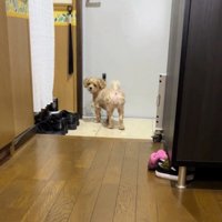 玄関ドアの前で女性をふり返る犬