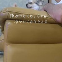 「ペットカメラを確認してみて」