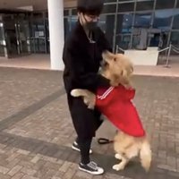 男性に甘える犬