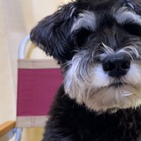 ミニチュアシュナウザーの顔