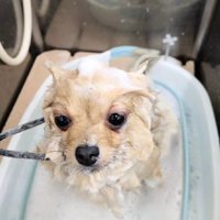 全身泡だらけでしょんぼり