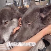 割り込むウルフドッグ