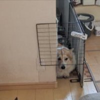 コーギー