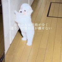お転婆な一面も